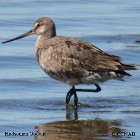 Hudsonian Godwit