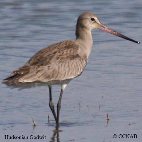 Hudsonian Godwit