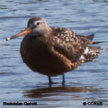 Hudsonian Godwit range map