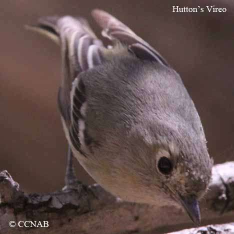 Hutton's Vireo