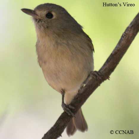 Hutton's Vireo