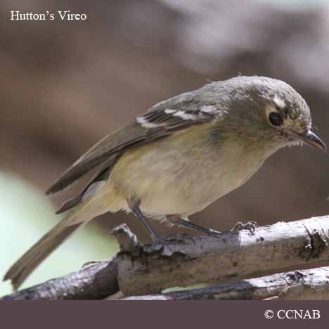 Hutton's Vireo