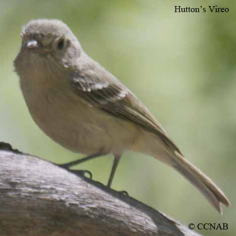 Hutton's Vireo