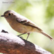 Hutton's Vireo