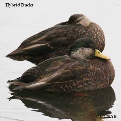 Hybrid_Ducks