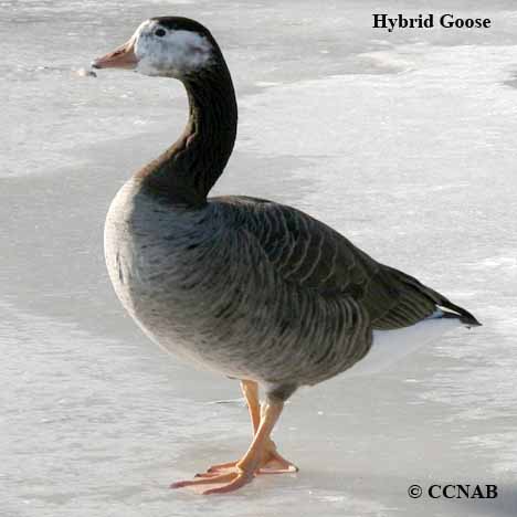 Hybrid Goose