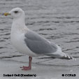 Iceland Gull (Kumlien's) range map