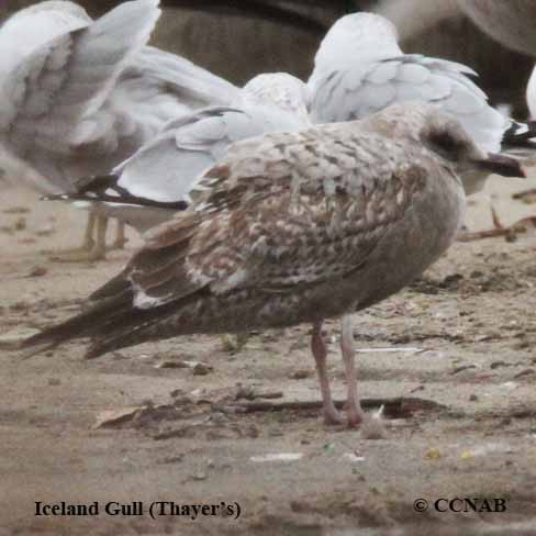 Thayer's Gull