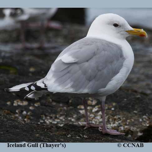 Thayer's Gull