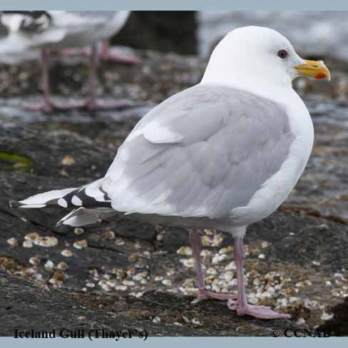 Thayer's Gull