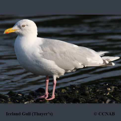 Thayer's Gull