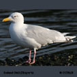 Iceland Gull(Thayer's) range map