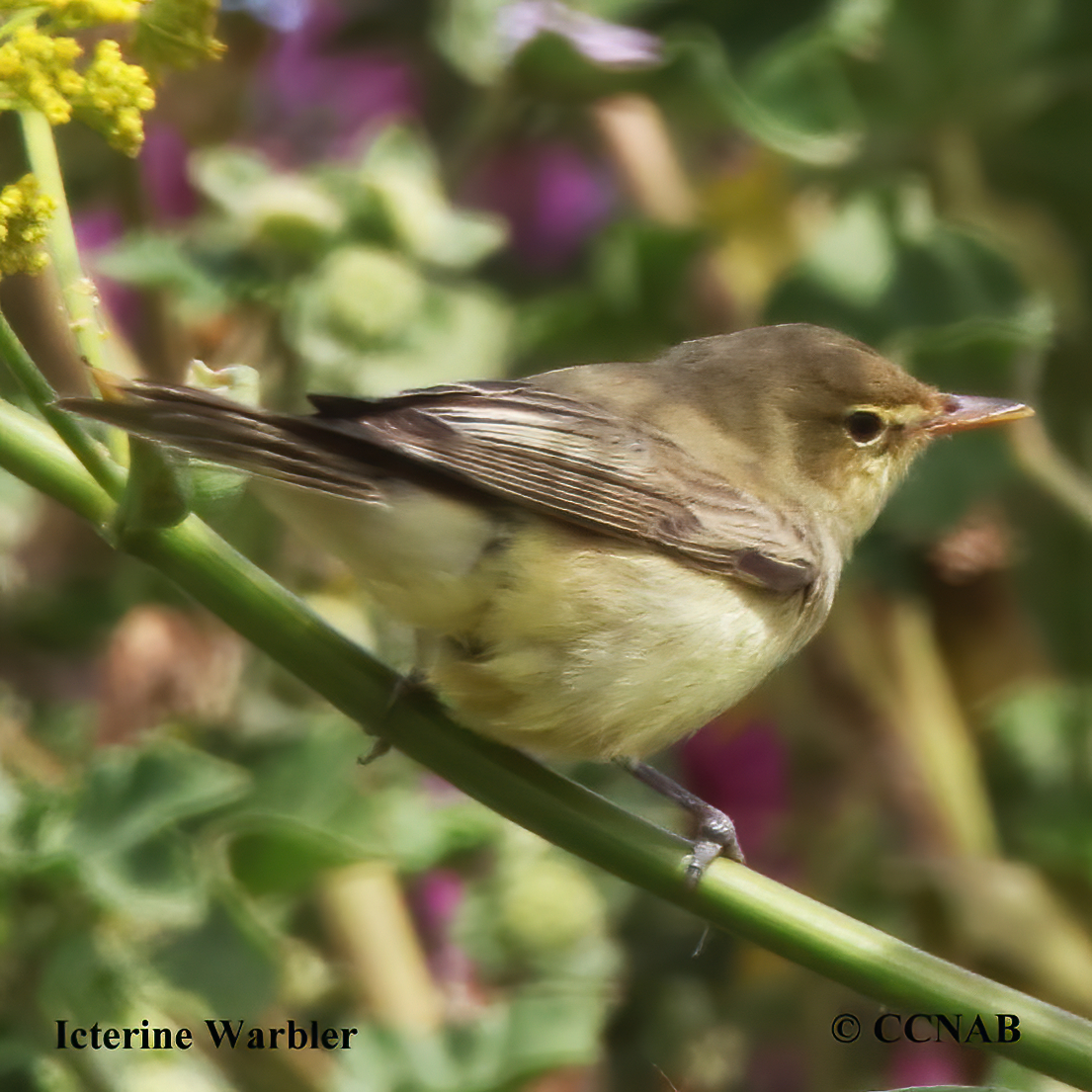 Icterine Warbler