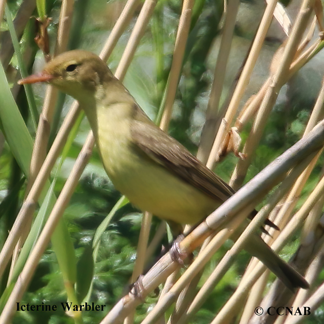 Icterine Warbler