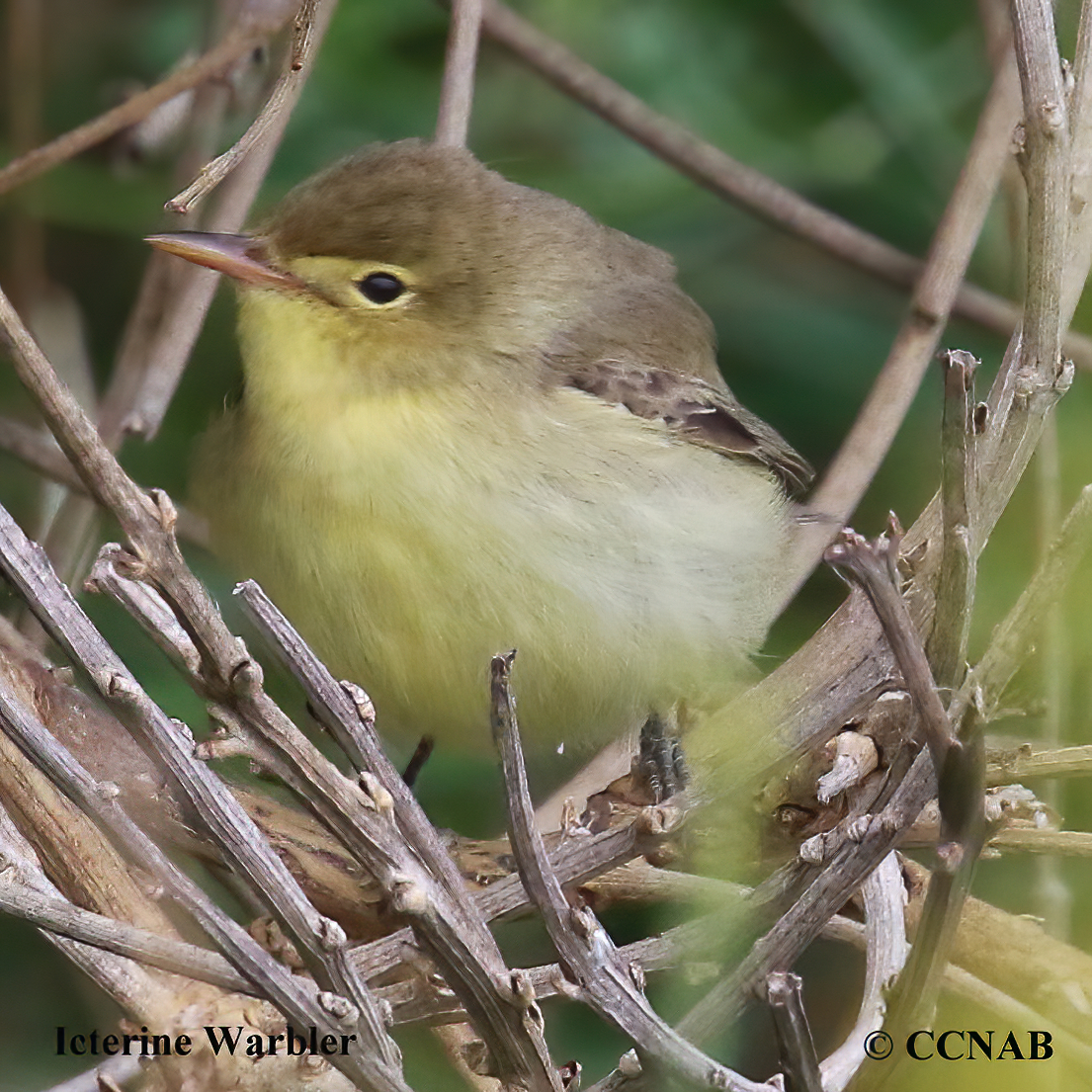 Icterine Warbler