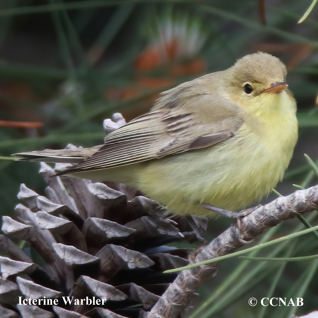 Icterine Warbler