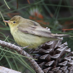 Icterine Warbler range map