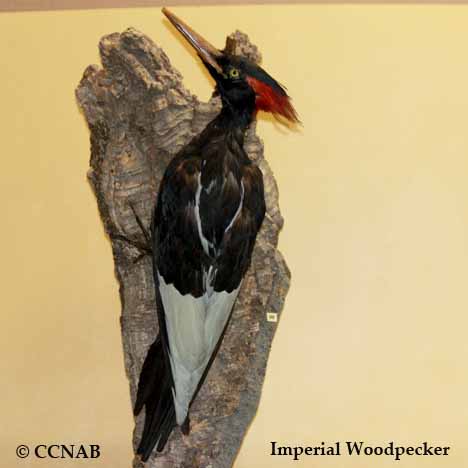 Imperial Woodpecker