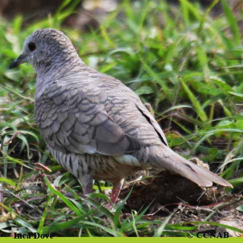 Inca Dove