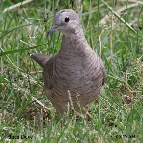 Inca Dove