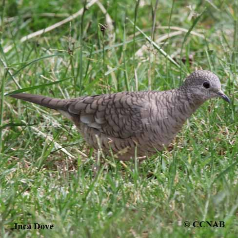 Inca Dove