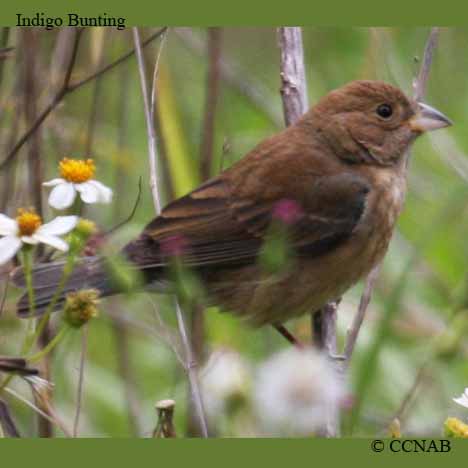 Indigo Bunting