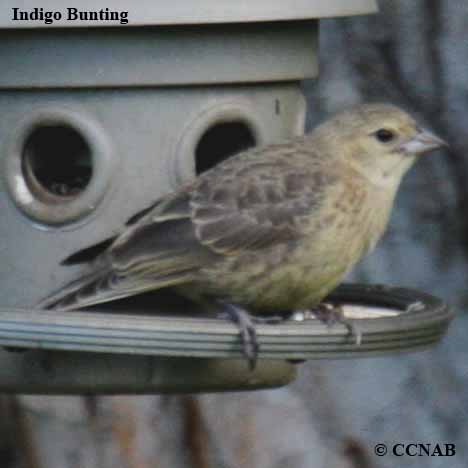 Indigo Bunting