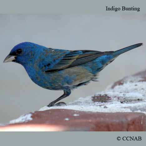 Indigo Bunting