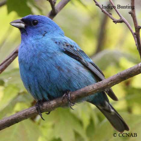 Birds of North America