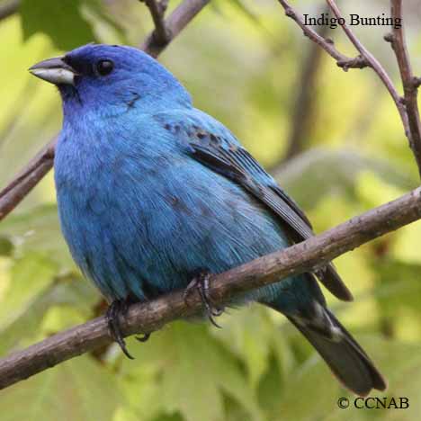 breeding plumage, eclipse plumage