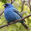 Indigo Bunting range map