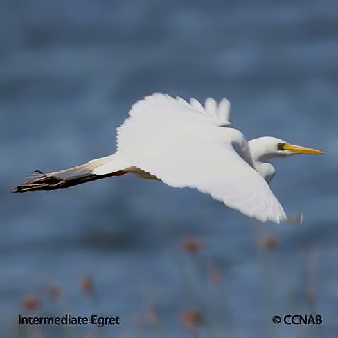 Intermediate Egret