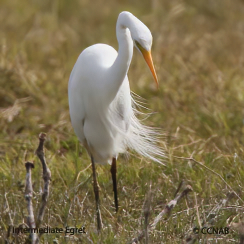 Intermediate Egret