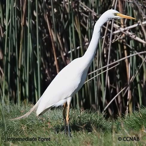 Intermediate Egret