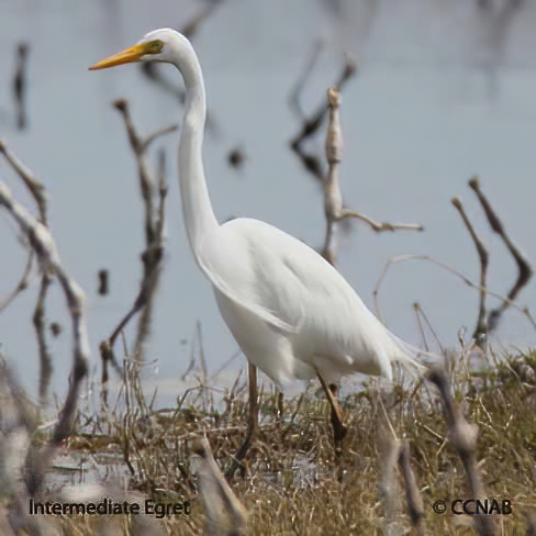 Intermediate Egret