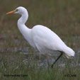 Intermediate Egret