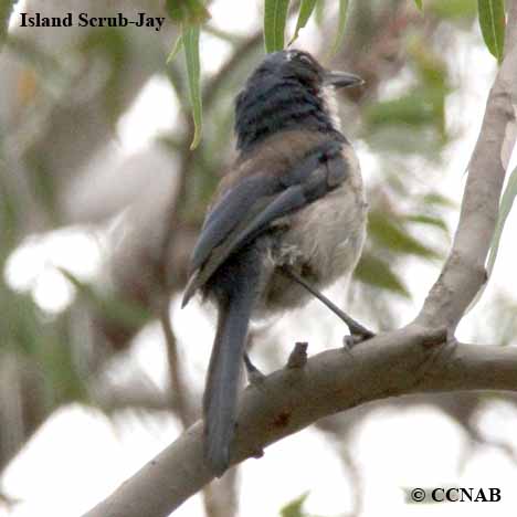 Island Scrub-Jay