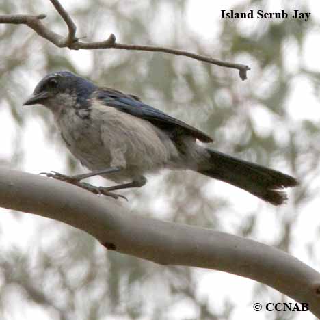 Island Scrub-Jay