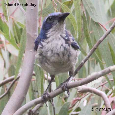 Island Scrub-Jay