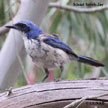 Island Scrub-Jay range map