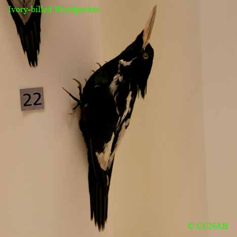 CCNAB