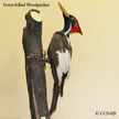 Ivory-billed Woodpecker