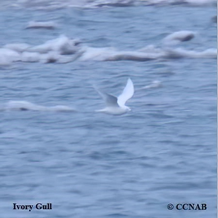 Ivory Gull