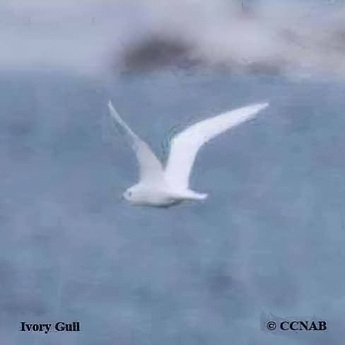 Ivory Gull