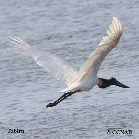 Jabiru