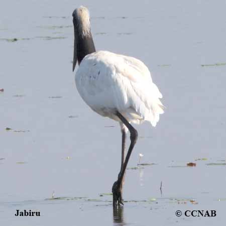 Jabiru