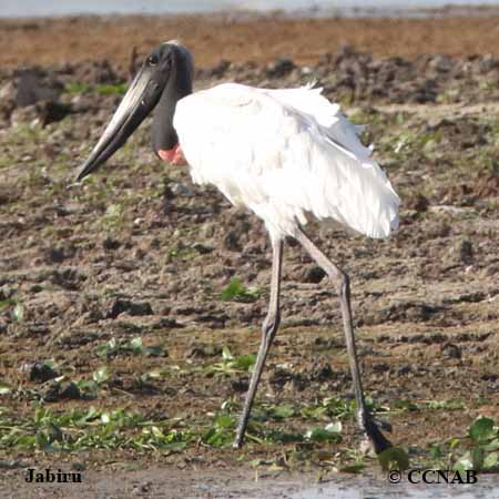 Jabiru