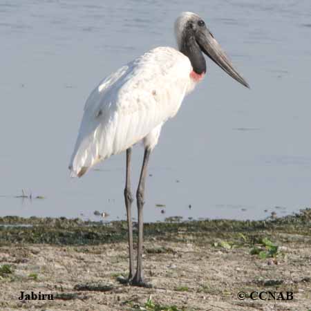 Jabiru