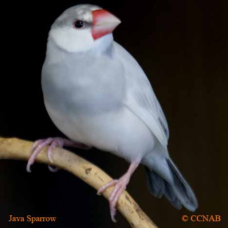 Java Sparrow