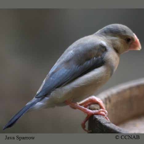 Java Sparrow